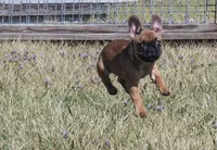 Rudy, a male French Bulldog for sale in Fort Scott, KS – Photo 5 of 10