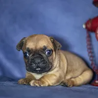 Rudy, a male French Bulldog for sale in Fort Scott, KS – Photo 8 of 10