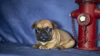 Rudy, a male French Bulldog for sale in Fort Scott, KS – Photo 4 of 4