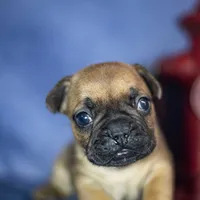Rudy, a male French Bulldog for sale in Fort Scott, KS – Photo 6 of 10