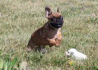 Rudy, a male French Bulldog for sale in Fort Scott, KS – Photo 4 of 10