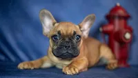 Rudy, a male French Bulldog for sale in Fort Scott, KS – Photo 9 of 10