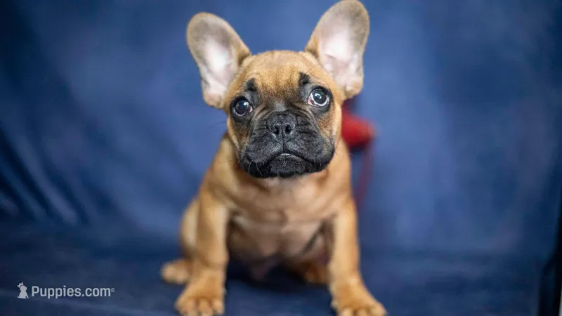 Rudy – French Bulldog puppy for sale in Fort Scott, KS