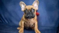 Rudy, a male French Bulldog for sale in Fort Scott, KS – Photo 1 of 10