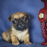 Rudy, a male French Bulldog for sale in Fort Scott, KS – Photo 10 of 10