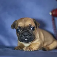 Rudy, a male French Bulldog for sale in Fort Scott, KS – Photo 7 of 10