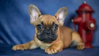 Rudy, a male French Bulldog for sale in Fort Scott, KS – Photo 2 of 10