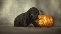 Layla, a female Poodle - Toy  for sale in Fort Scott, KS – 4 of 5