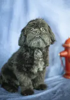 Ripple, a male Shih Tzu for sale in Fort Scott, KS – Photo 2 of 6