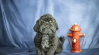 Ripple, a male Shih Tzu for sale in Fort Scott, KS – Photo 6 of 6