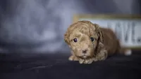 Phoebe, a female Poodle - Toy  for sale in Fort Scott, KS – 3 of 6