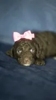 Hannah, a female Poodle - Toy  for sale in Fort Scott, KS – 7 of 10