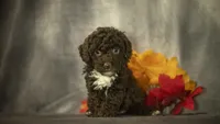 Hannah, a female Poodle - Toy  for sale in Fort Scott, KS – 2 of 10