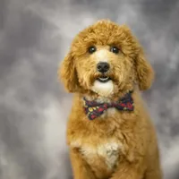 Rev, a male Poodle - Miniature  for sale in Fort Scott, KS – Photo 2 of 5