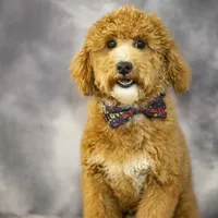 Rev, a male Poodle - Miniature  for sale in Fort Scott, KS – Photo 3 of 5