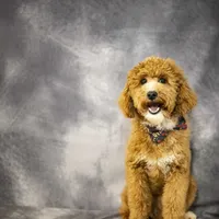 Rev, a male Poodle - Miniature  for sale in Fort Scott, KS – Photo 4 of 5