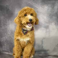 Rev, a male Poodle - Miniature  for sale in Fort Scott, KS – Photo 1 of 5