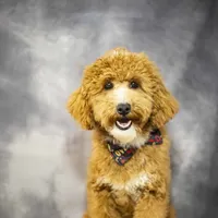 Rev, a male Poodle - Miniature  for sale in Fort Scott, KS – Photo 5 of 5