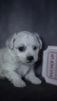 Jada, a female Bichon Frise for sale in Fort Scott, KS – 4 of 4
