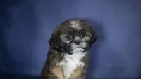 Iggy, a male Shih Tzu for sale in Fort Scott, KS – 2 of 7
