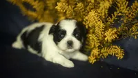 Bailey, a female Shih Tzu for sale in Fort Scott, KS – 3 of 5