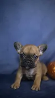 Rocky, a male French Bulldog for sale in Fort Scott, KS – 3 of 5