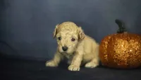 Lemon, a female Poodle - Toy  for sale in Fort Scott, KS – 4 of 5