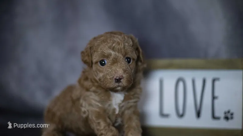 Phoebe – Poodle - Toy  puppy for sale in Fort Scott, KS