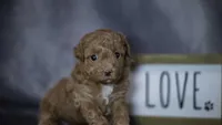 Phoebe, a female Poodle - Toy  for sale in Fort Scott, KS – 1 of 6