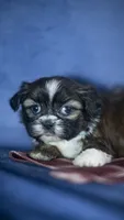 Iggy, a male Shih Tzu for sale in Fort Scott, KS – 4 of 7