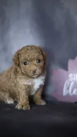 Penelope, a female Poodle - Toy  for sale in Fort Scott, KS – 2 of 5