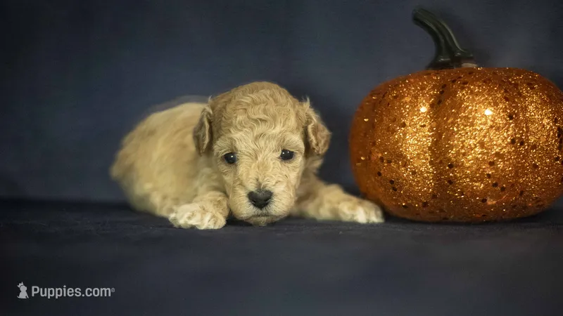 Lemon – Poodle - Toy  puppy for sale in Fort Scott, KS