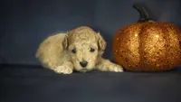 Lemon, a female Poodle - Toy  for sale in Fort Scott, KS – 1 of 5