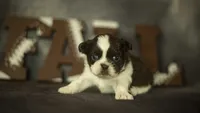 Brody, a male Shih Tzu for sale in Fort Scott, KS – 3 of 5
