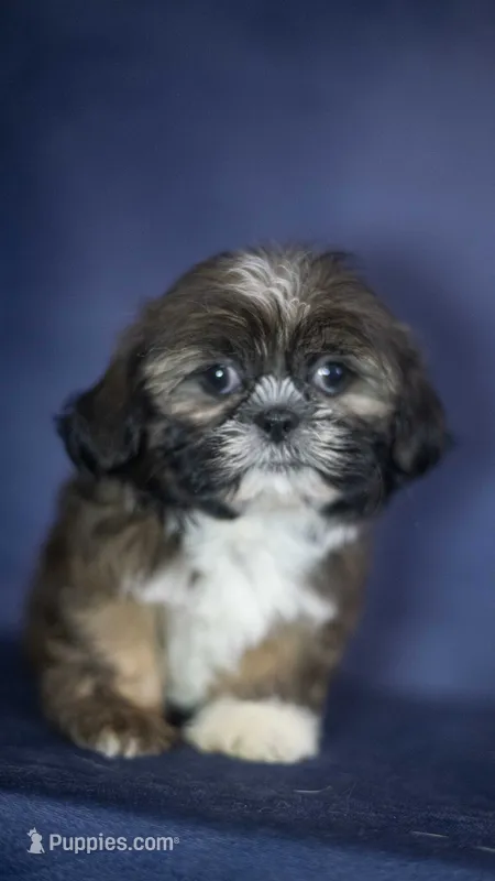 Iggy – Shih Tzu puppy for sale in Fort Scott, KS