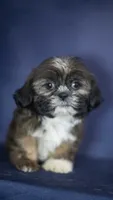 Iggy, a male Shih Tzu for sale in Fort Scott, KS – 1 of 7