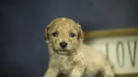Lucky, a male Poodle - Toy  for sale in Fort Scott, KS – 6 of 6