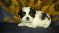 Bailey, a female Shih Tzu for sale in Fort Scott, KS – 1 of 5