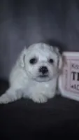Jada, a female Bichon Frise for sale in Fort Scott, KS – 3 of 4