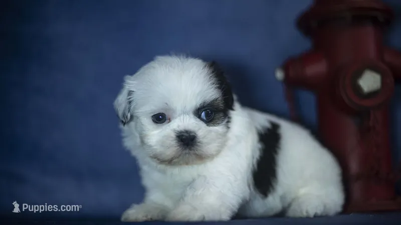 Ice – Shih Tzu puppy for sale in Fort Scott, KS