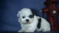 Ice, a male Shih Tzu for sale in Fort Scott, KS – 1 of 5