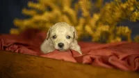 Libby, a female Poodle - Toy  for sale in Fort Scott, KS – 4 of 5