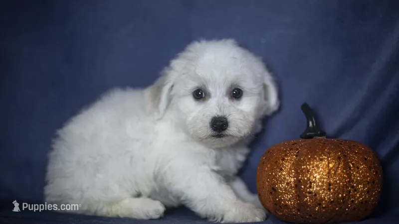 Jolene, a female Bichon Frise for sale in Fort Scott, KS – 1 of 5