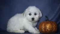 Jolene, a female Bichon Frise for sale in Fort Scott, KS – 1 of 5