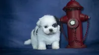 Ice, a male Shih Tzu for sale in Fort Scott, KS – 2 of 5