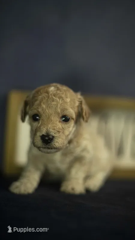 Lucky – Poodle - Toy  puppy for sale in Fort Scott, KS