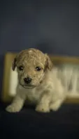 Lucky, a male Poodle - Toy  for sale in Fort Scott, KS – 1 of 6
