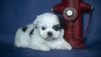 Ice, a male Shih Tzu for sale in Fort Scott, KS – 5 of 5