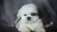 Ice, a male Shih Tzu for sale in Fort Scott, KS – 1 of 6
