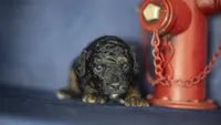 Henry, a male Poodle - Toy  for sale in Fort Scott, KS – 9 of 9